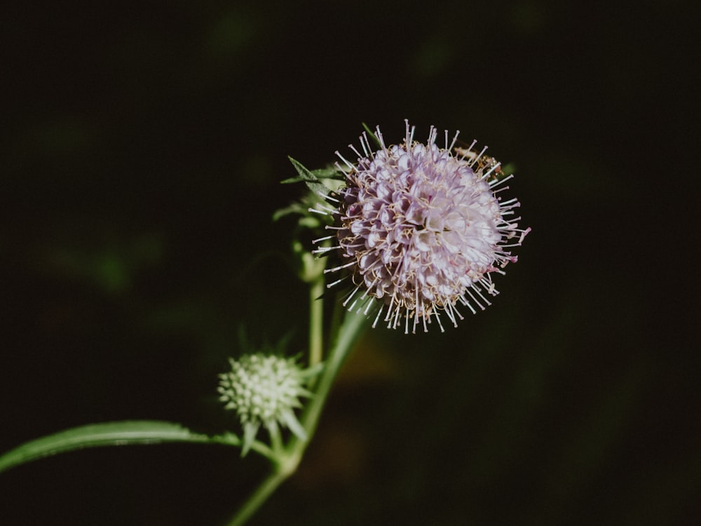 white and pink flower in close up photography