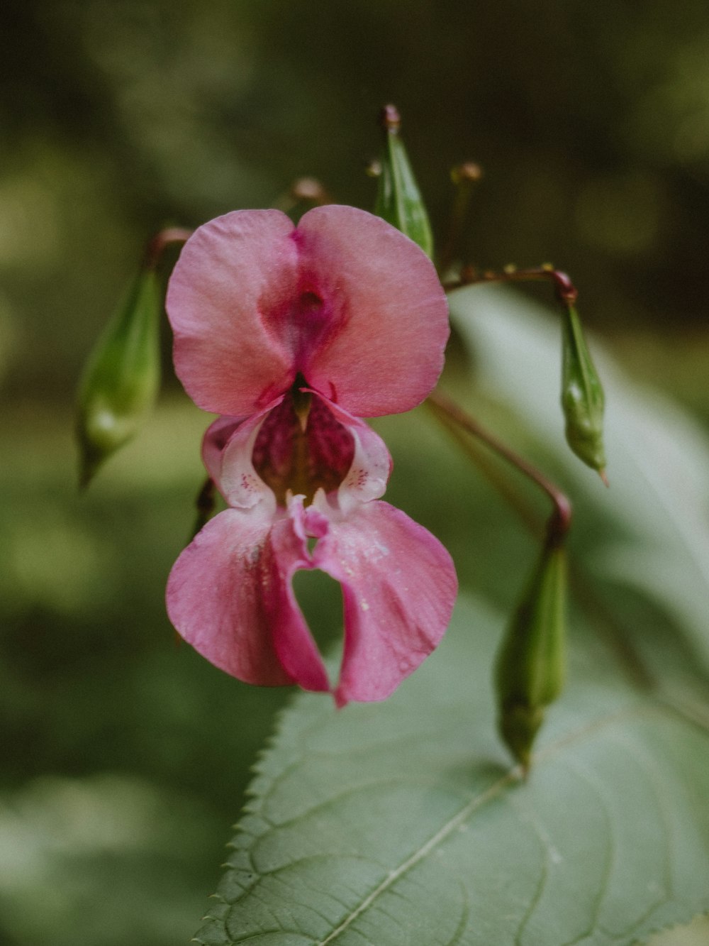 pink flower in tilt shift lens