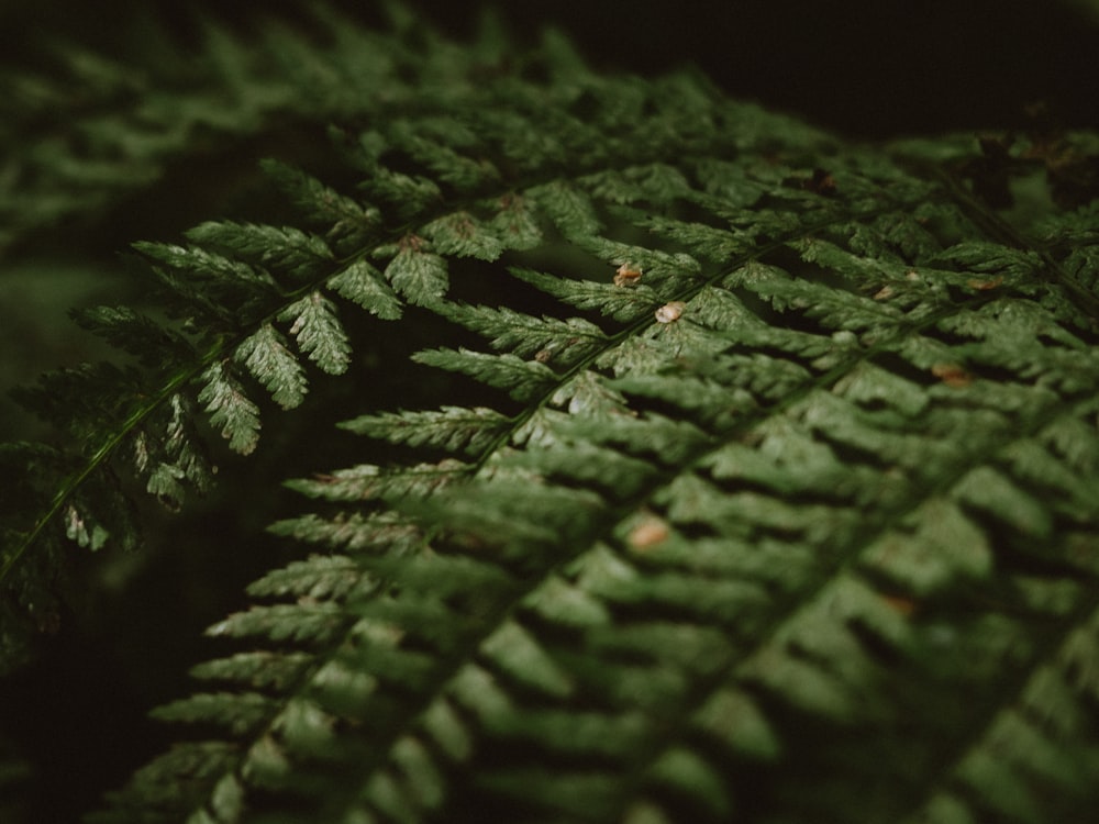 green leaf with water droplets