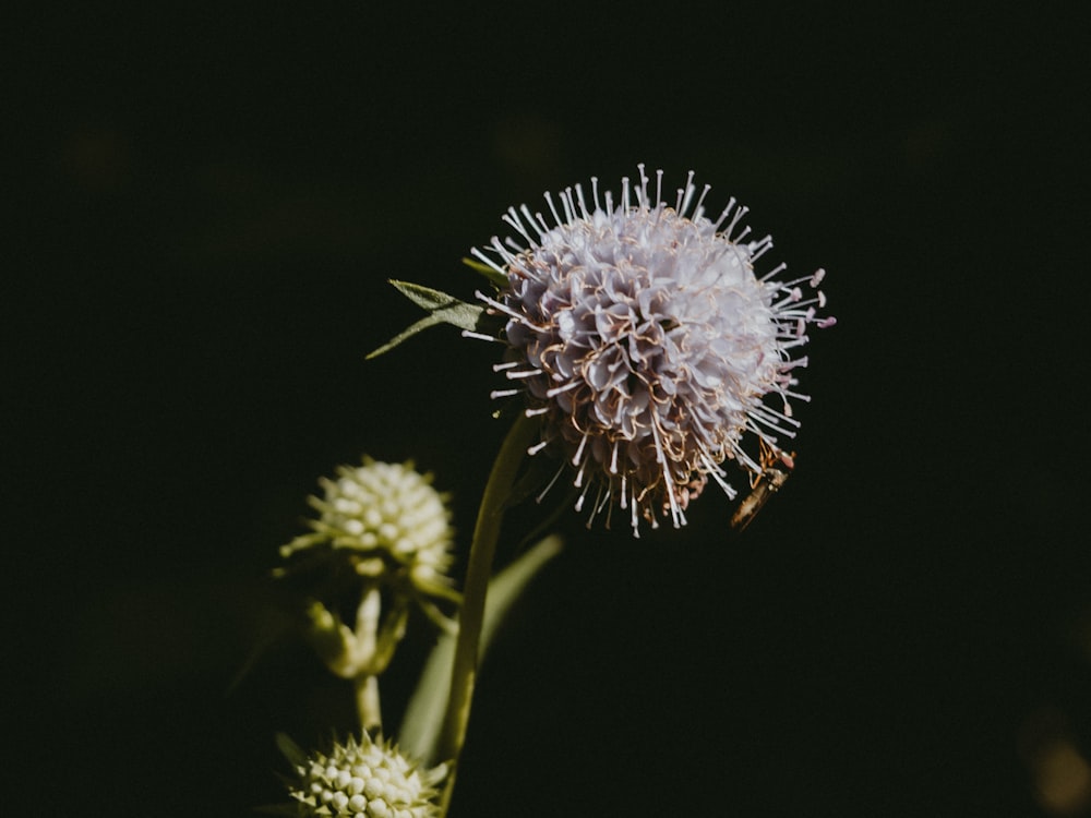 white dandelion in close up photography