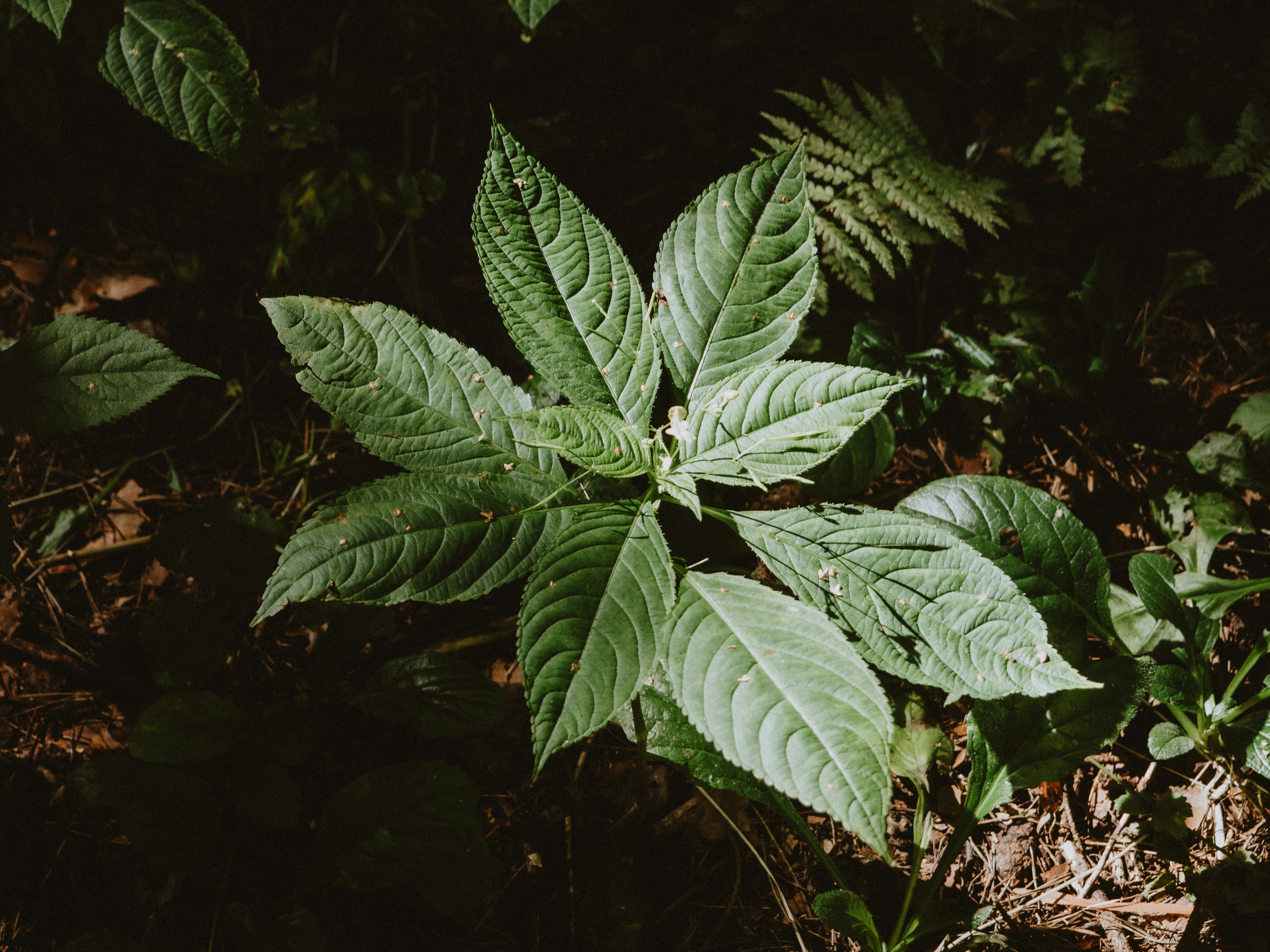 grüne Blätter auf schwarzer Erde