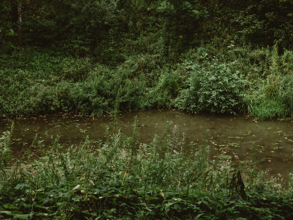 green grass near body of water during daytime