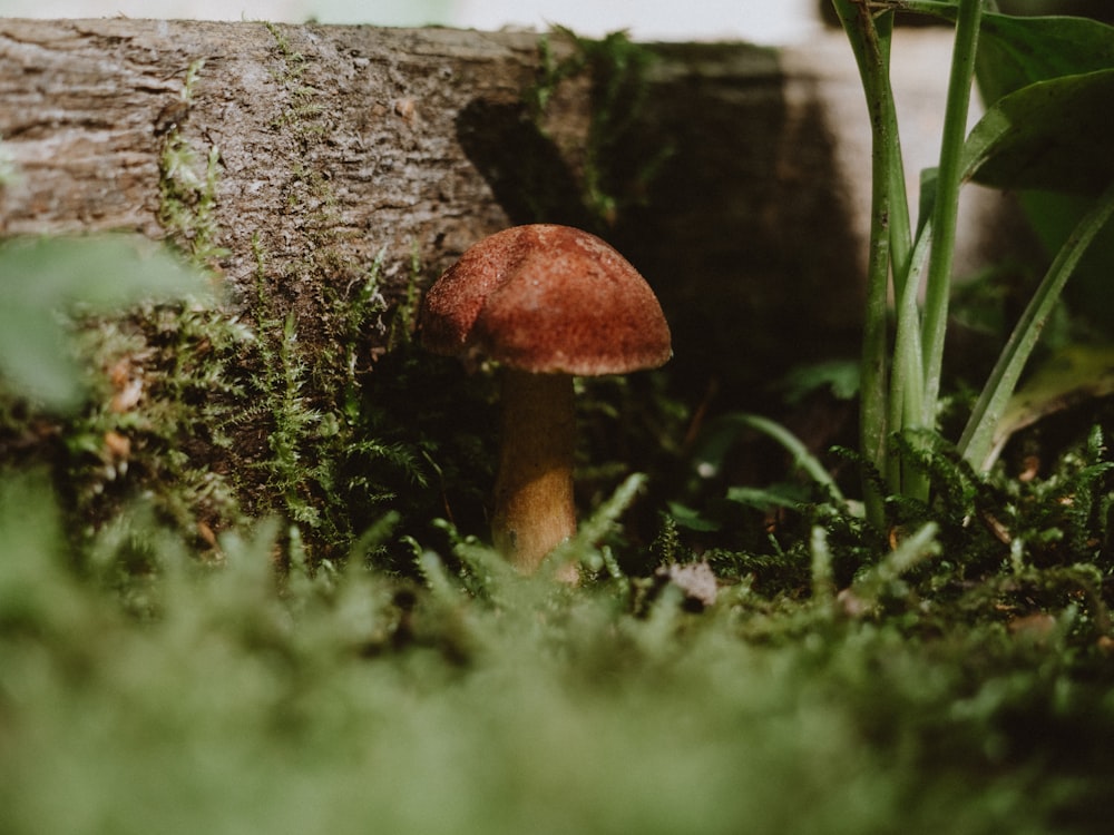 brown mushroom on green grass