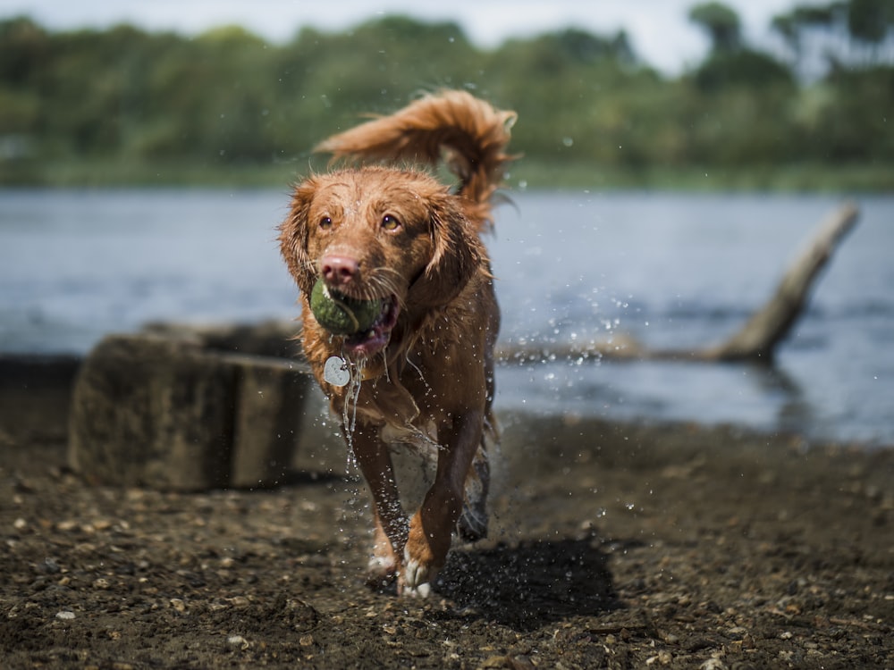 brown short coated dog running on water during daytime