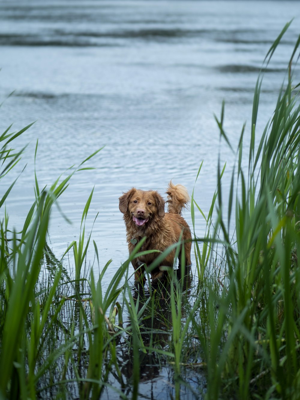 brown short coated dog on green grass field near body of water during daytime