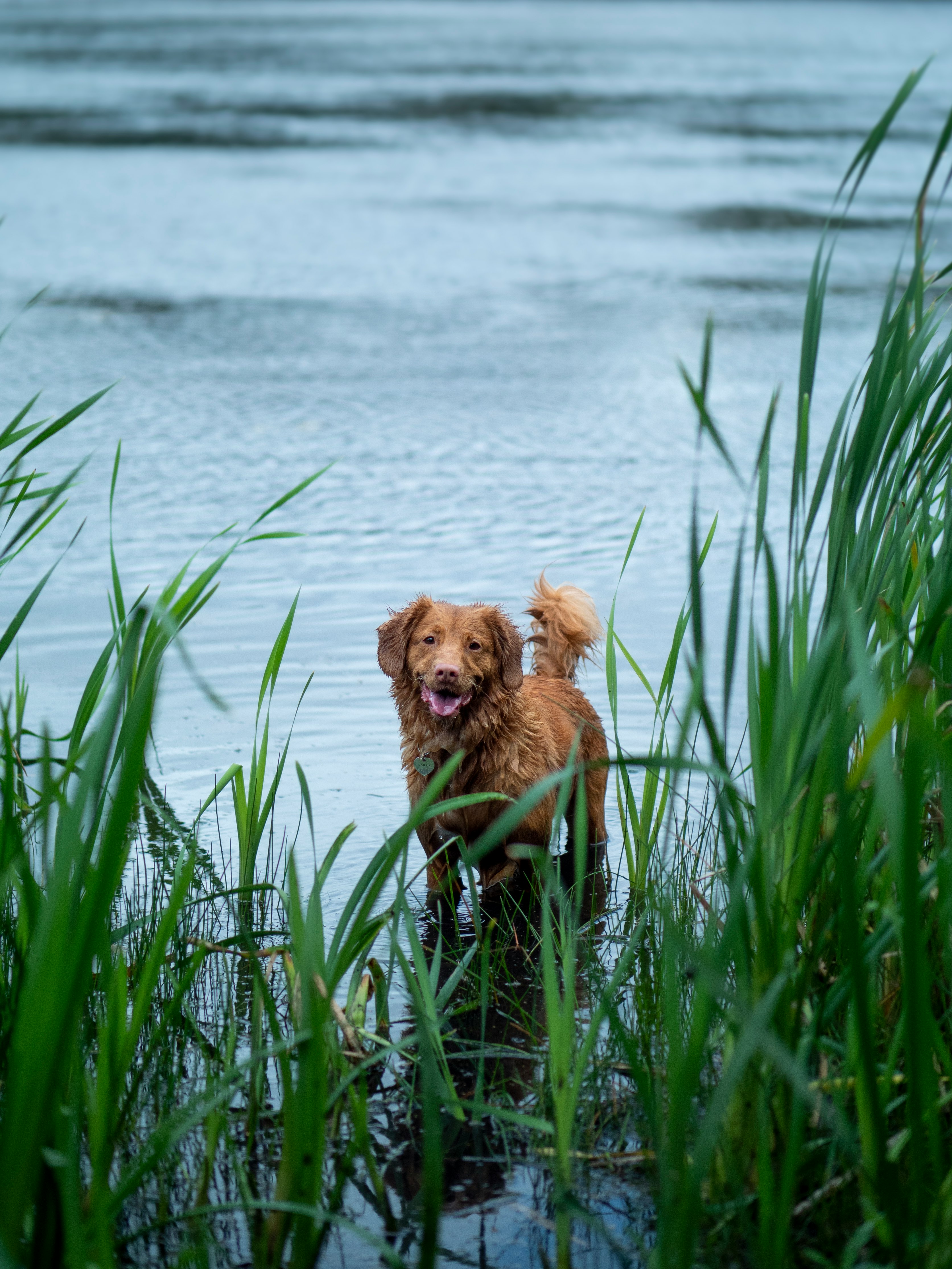 brown short coated dog on green grass field near body of water during daytime