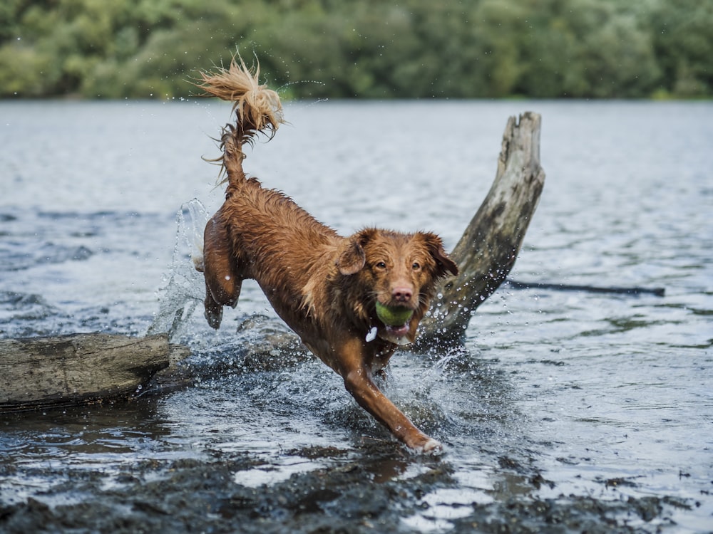 brown short coated dog on water during daytime