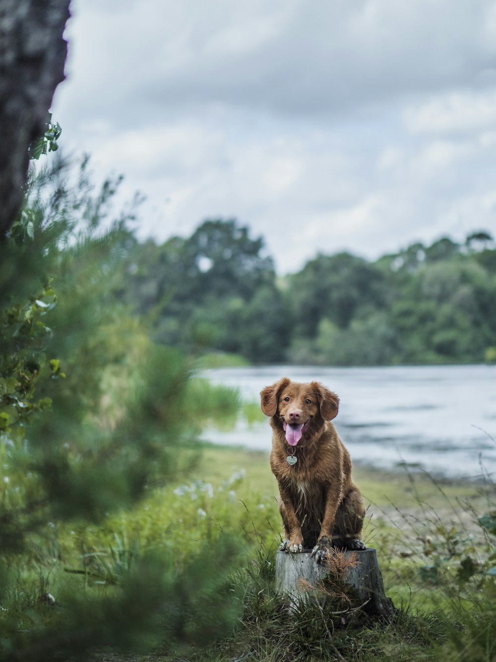 a brown dog sitting on top of a tree stump