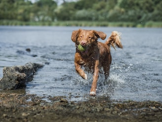 A joyful dog splashing through a shallow lake during a paw-venture afternoon.