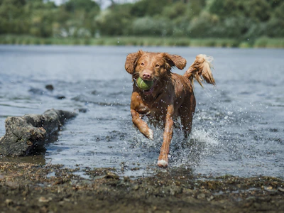 A small terrier joyfully splashing in a shallow creek on a warm summer day.