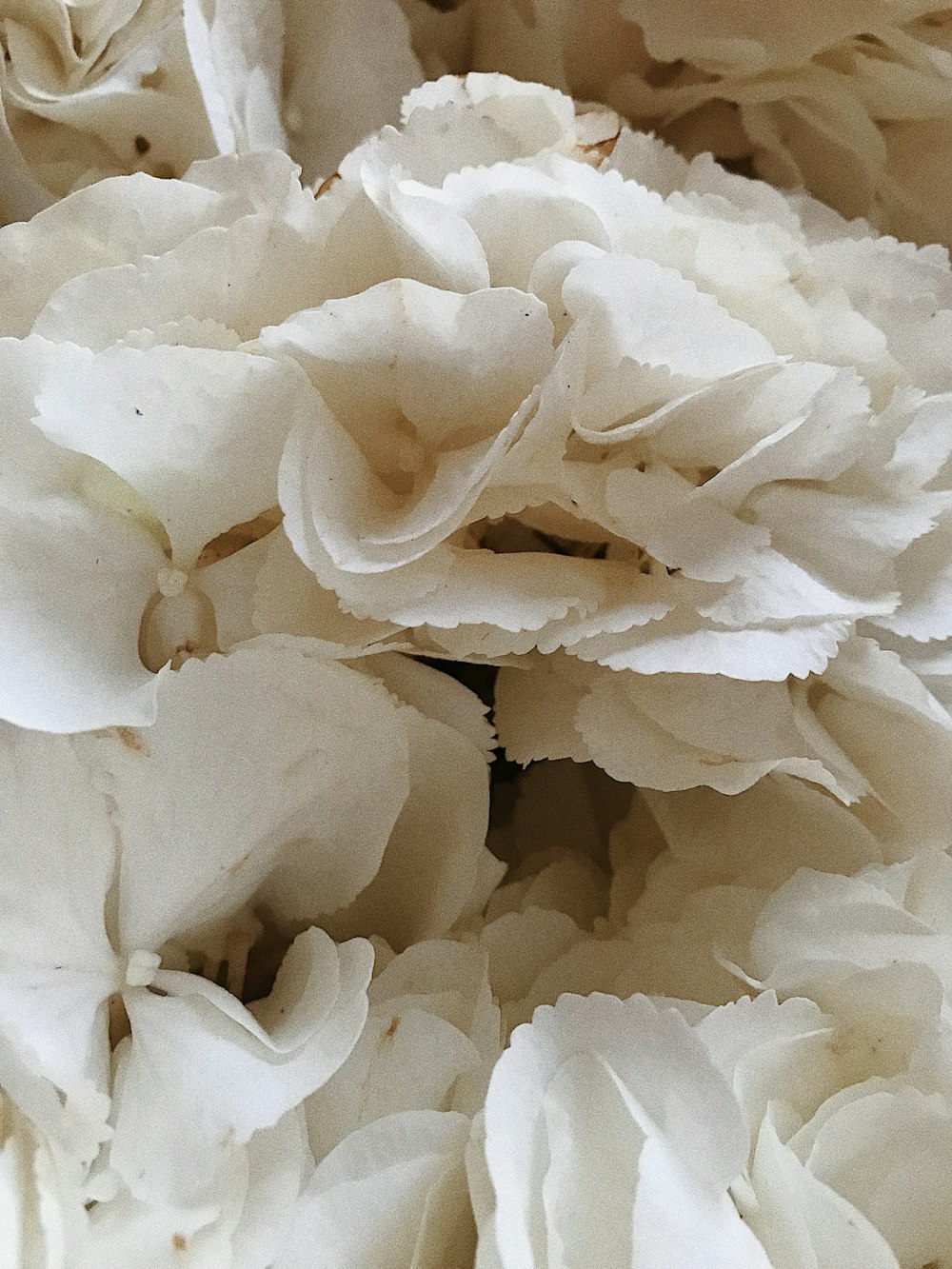 white flower in close up photography