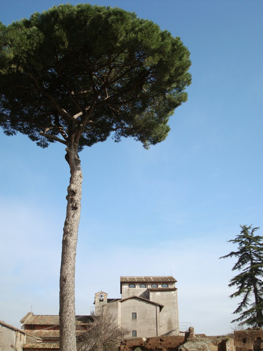 green tree near brown concrete building