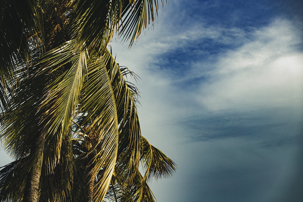 green palm tree under cloudy sky during daytime