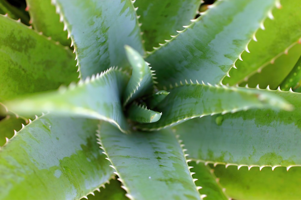 Planta verde en fotografía de primer plano