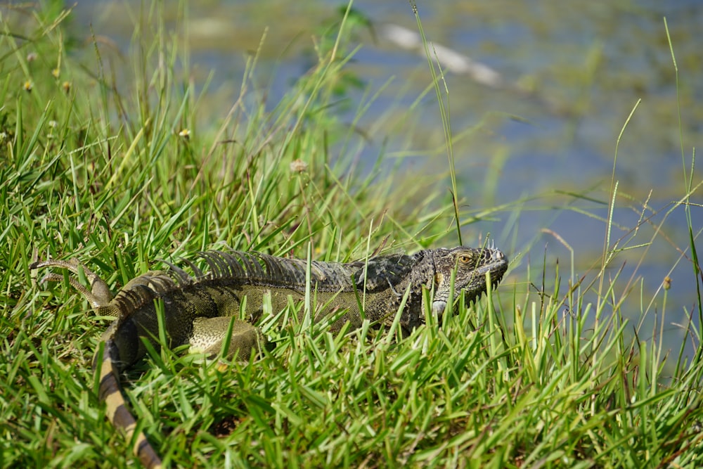 black and white crocodile on green grass during daytime