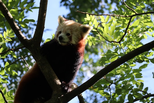 red panda on tree branch during daytime in Zagreb Croatia