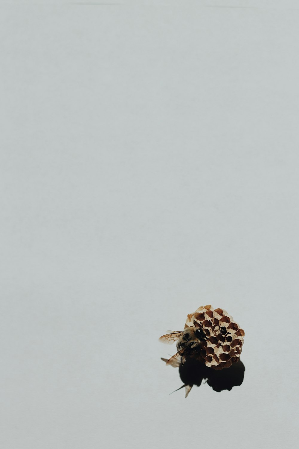 brown pine cone on white surface