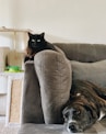 black cat on gray couch