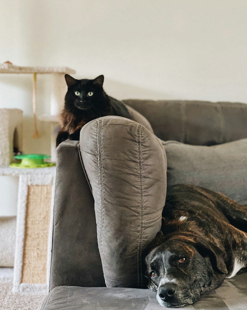 black cat on gray couch