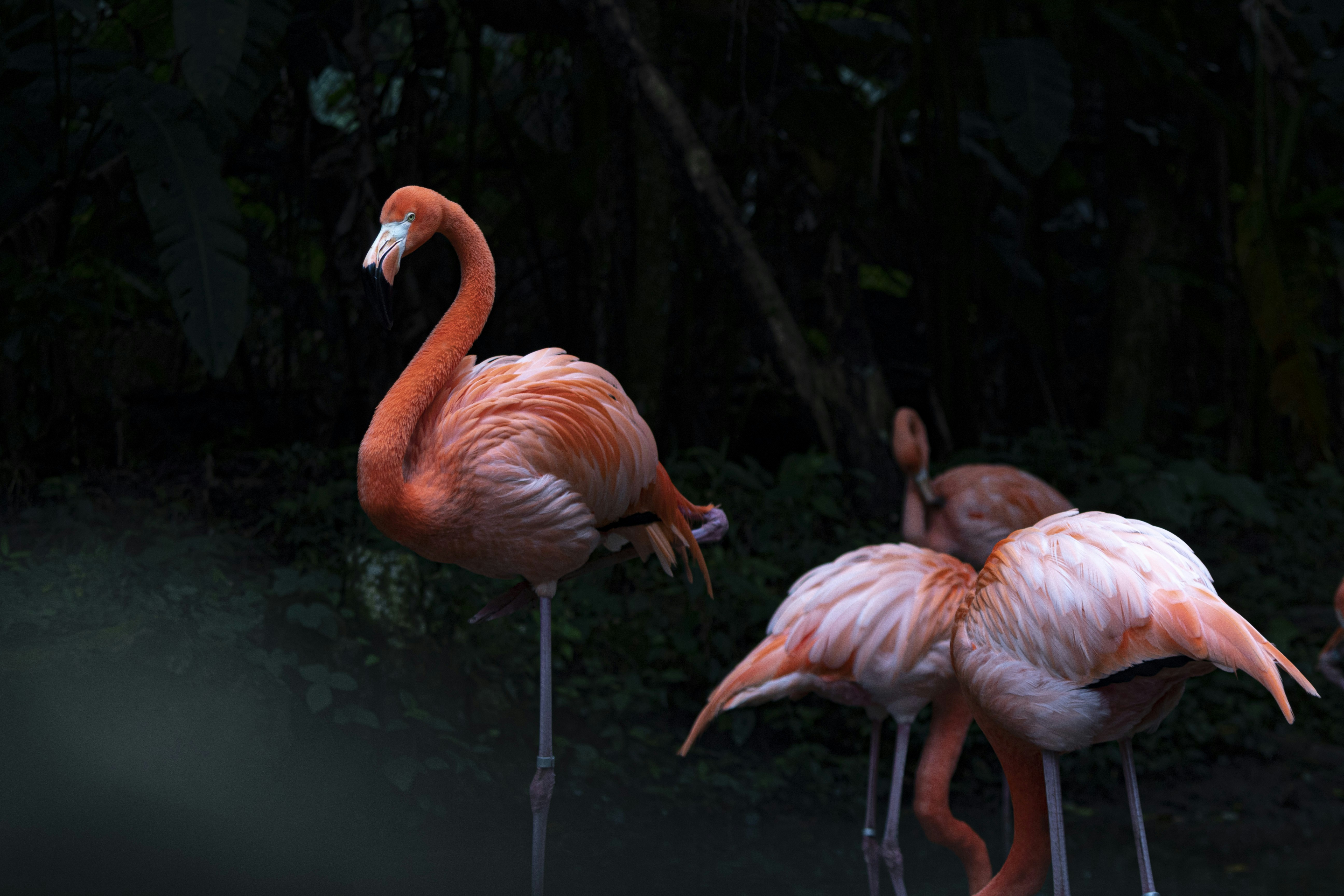 flamengos in nature