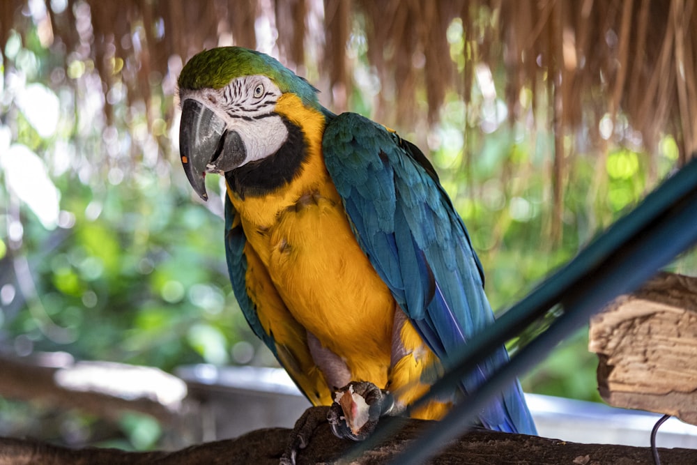 Loro azul, amarillo y verde