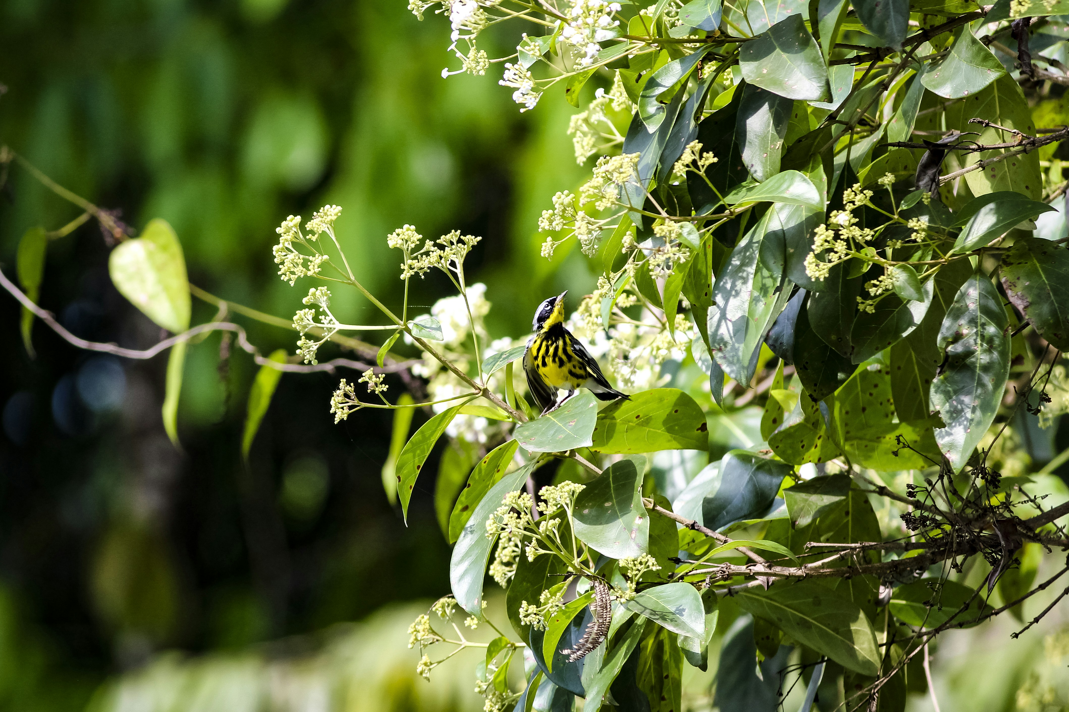 Photo by samuel_sphoto