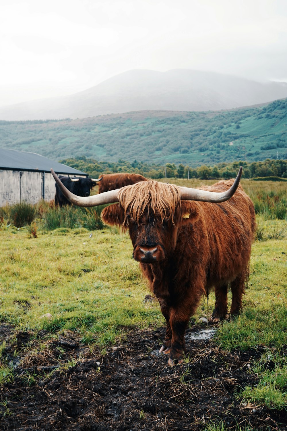 brown yak on green grass field during daytime