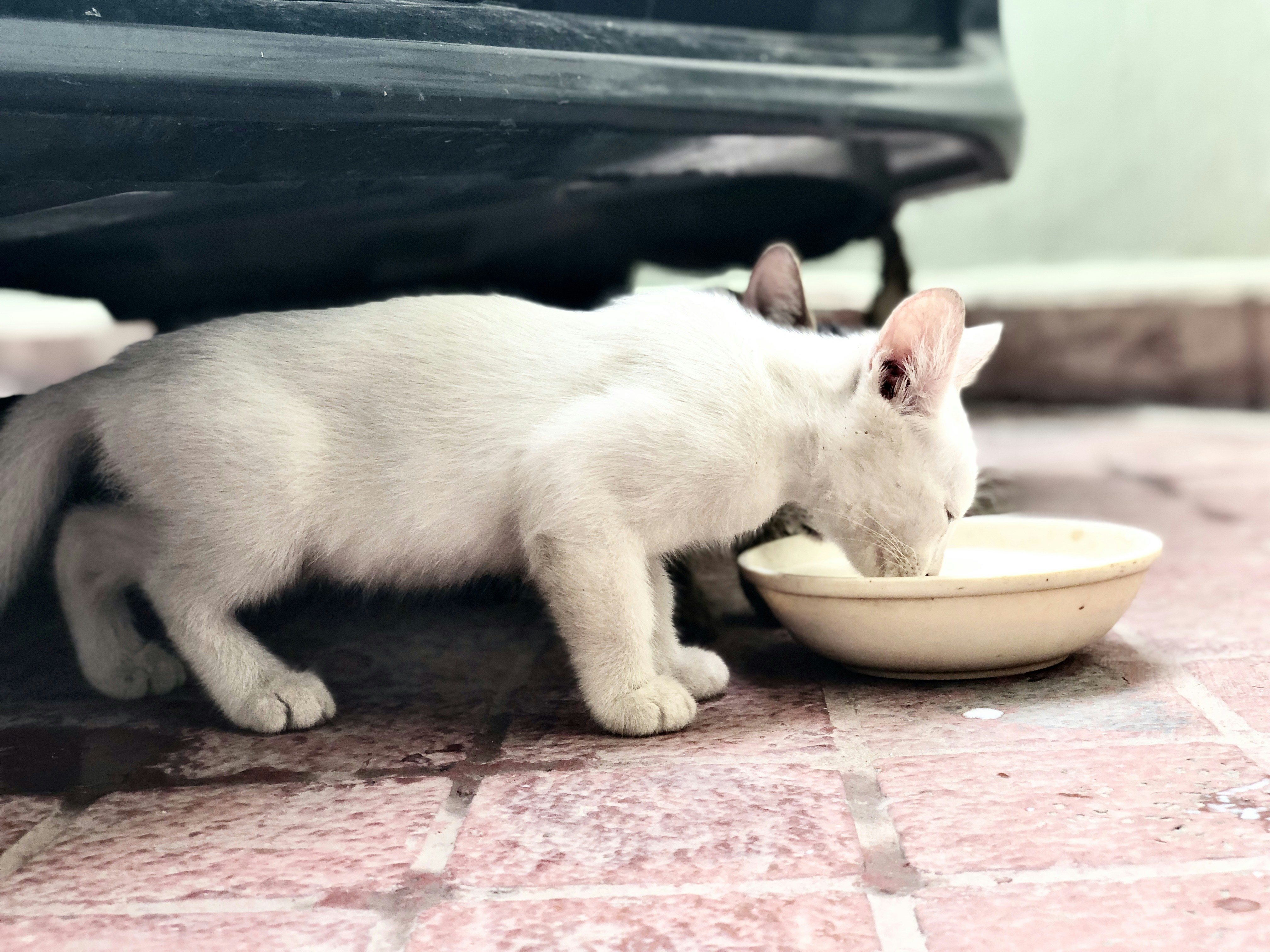 Dispensador Automático para Mascotas