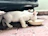 A cozy tabby cat drinking from a portable travel bowl inside a car carrier.