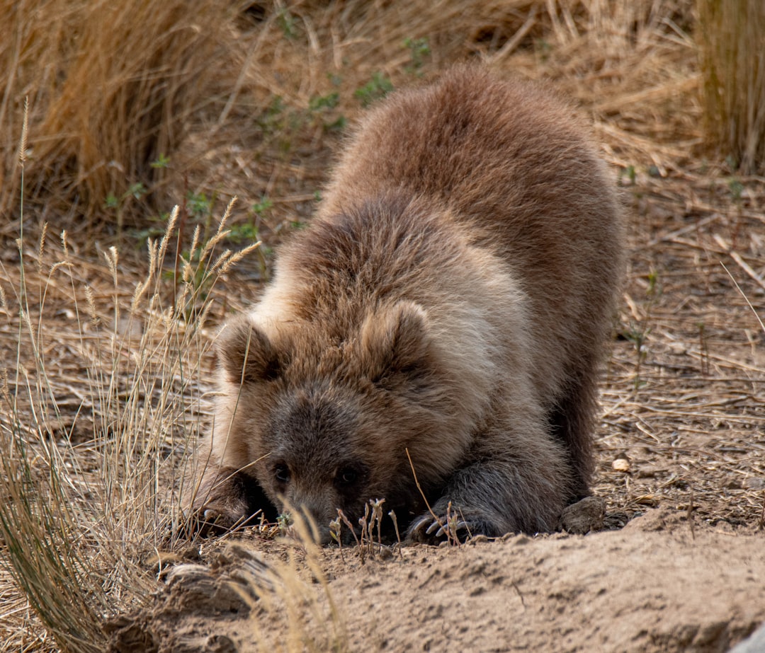 brown bear on brown grass during daytime
