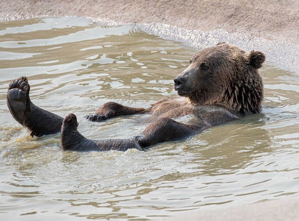 brown bear on water during daytime photo – Free Image on Unsplash