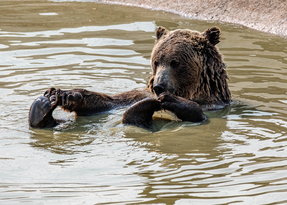 grizzly bear on water during daytime