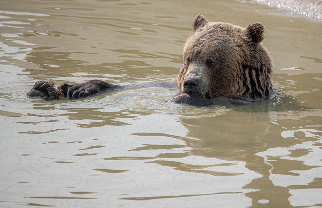 brown bear on water during daytime