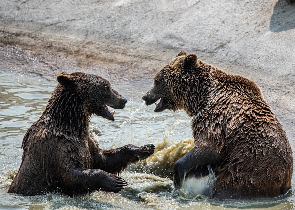 brown bear on water during daytime