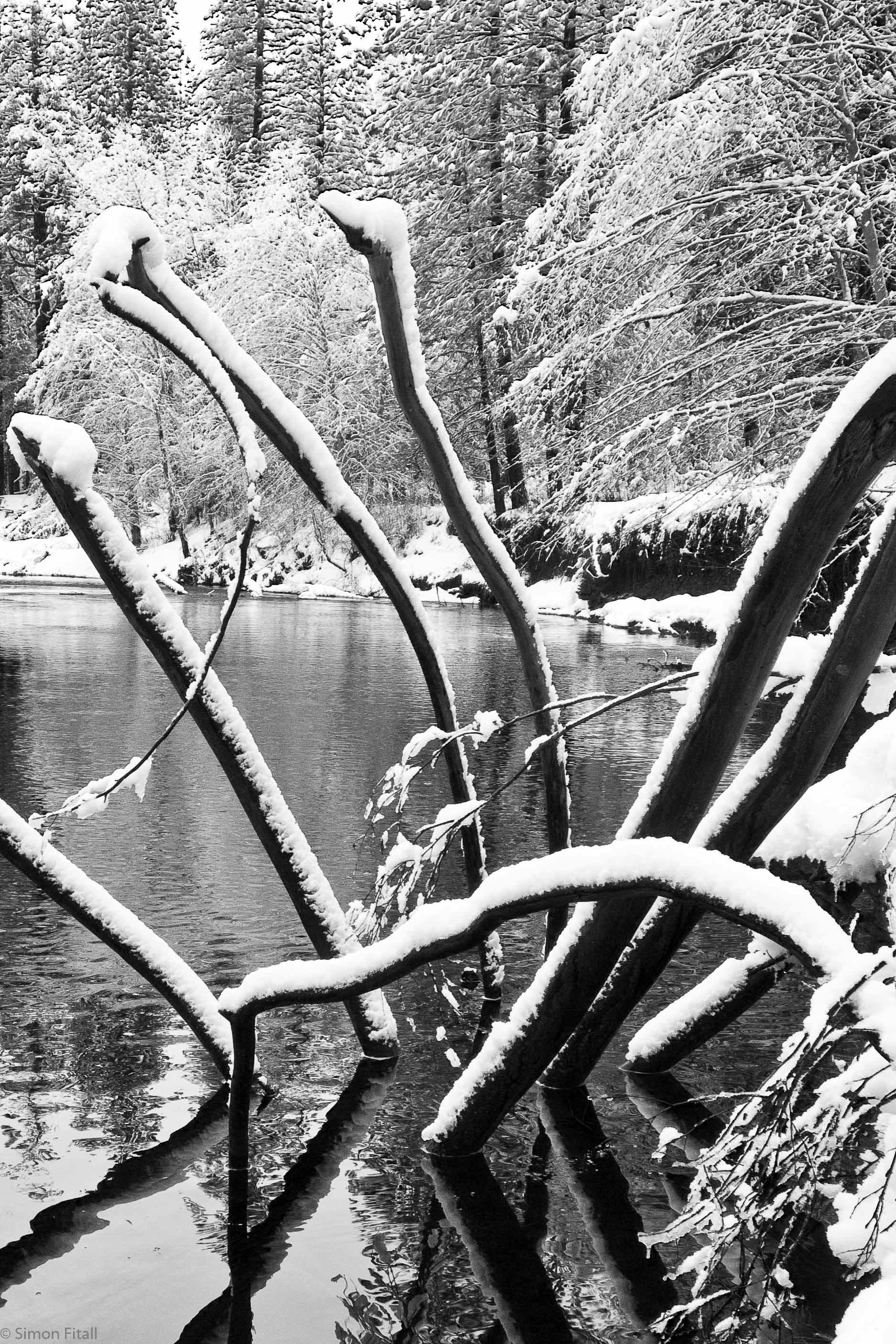 水域近くの木の枝のグレースケール写真