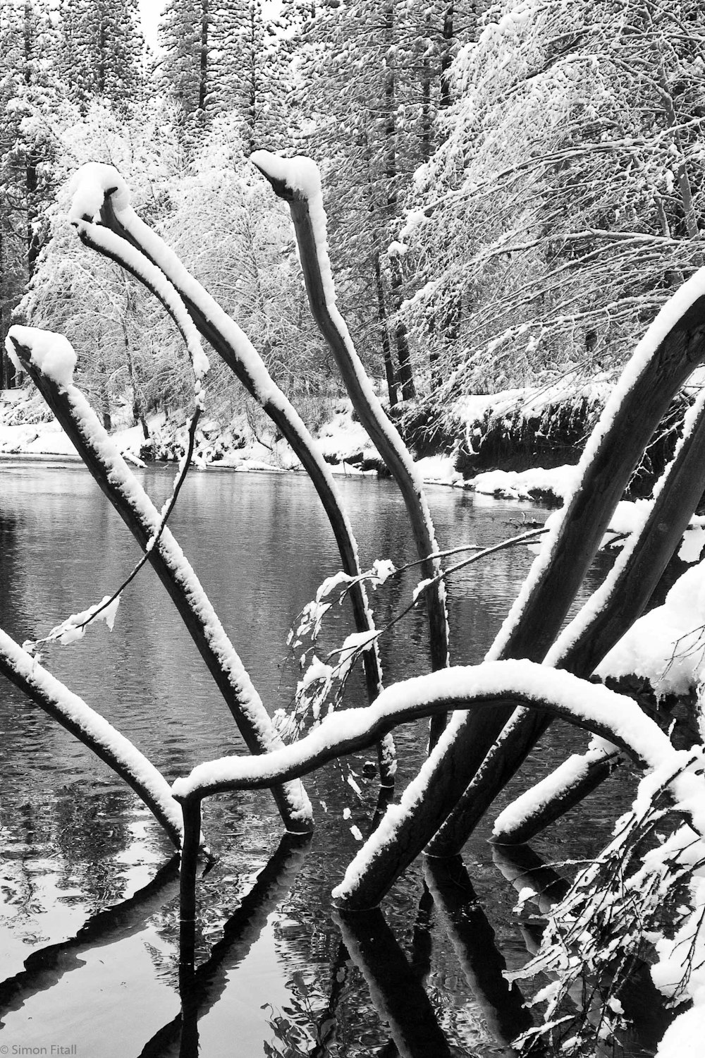 grayscale photo of tree branch near body of water