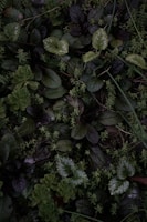 green leaves plant during daytime