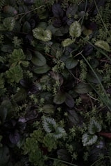 A dense cluster of various green plants, featuring leaves of different sizes and textures. Some leaves have a glossy appearance, while others appear more matte. The plants intermingle closely, creating a lush and layered landscape.