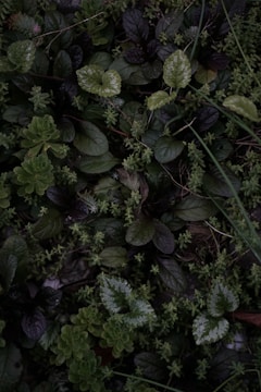 A dense cluster of various green plants, featuring leaves of different sizes and textures. Some leaves have a glossy appearance, while others appear more matte. The plants intermingle closely, creating a lush and layered landscape.