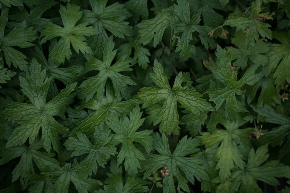 green leaves plant during daytime