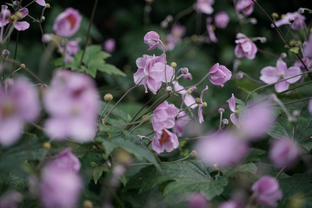 pink flowers with green leaves