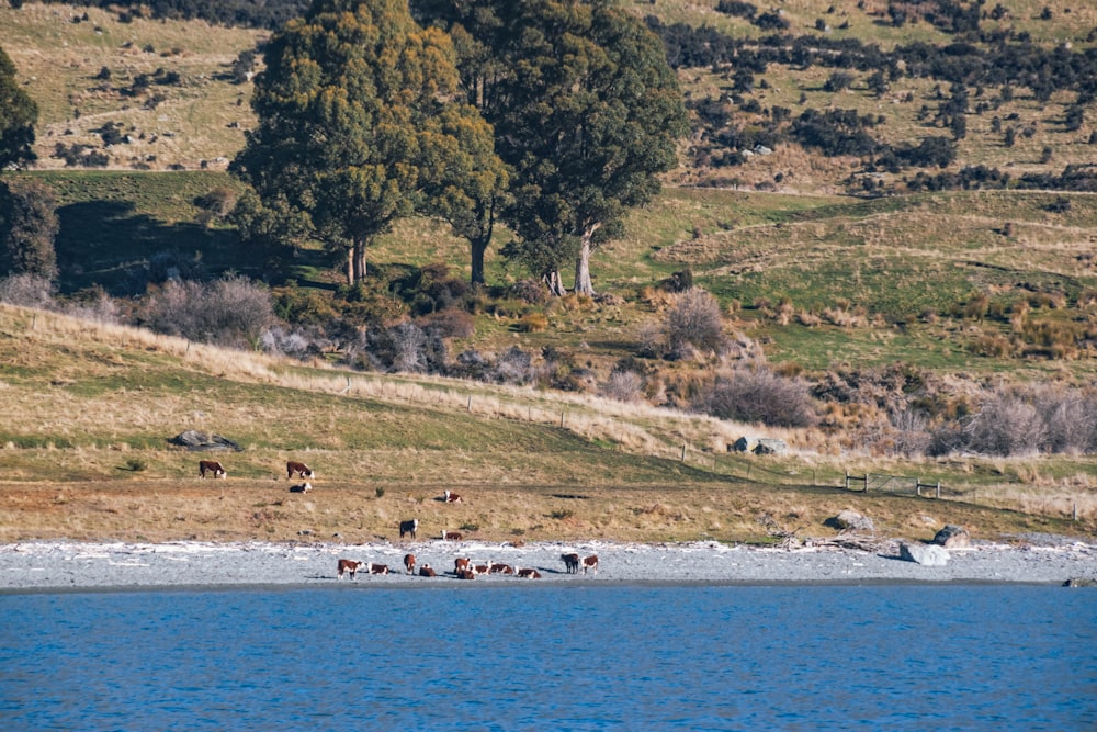 people on beach during daytime