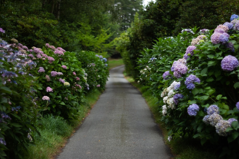 purple flowers on gray concrete road