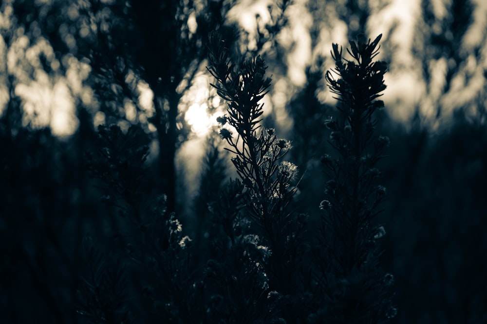 green pine tree during daytime