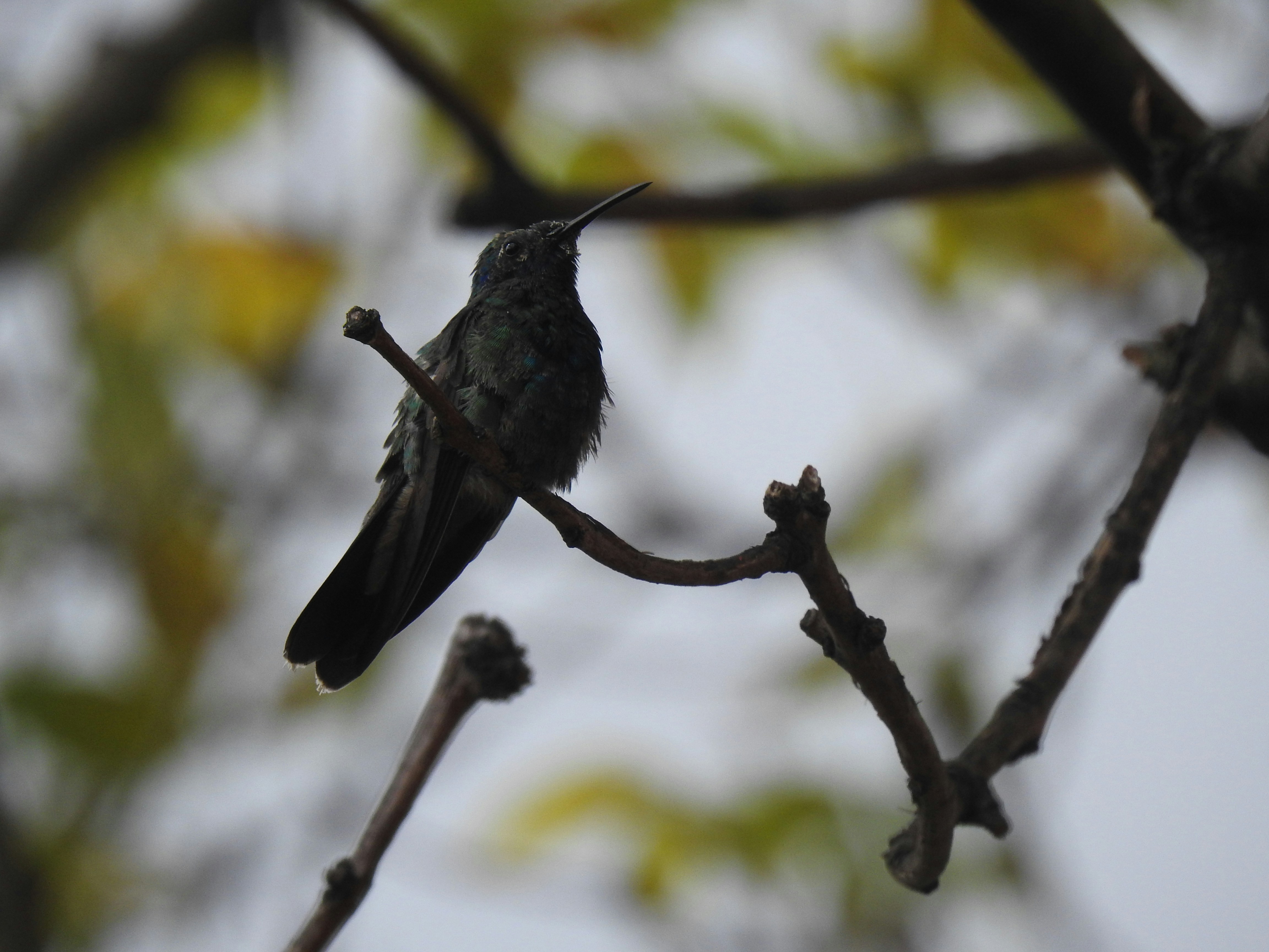 green and black bird on brown tree branch