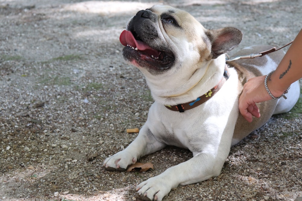 white and brown short coated dog lying on ground