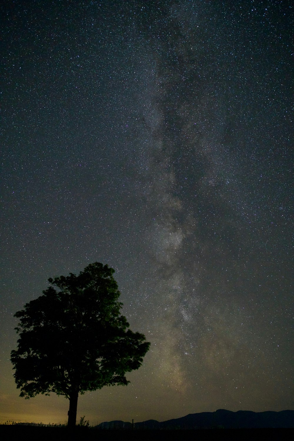 green trees under blue sky during night time