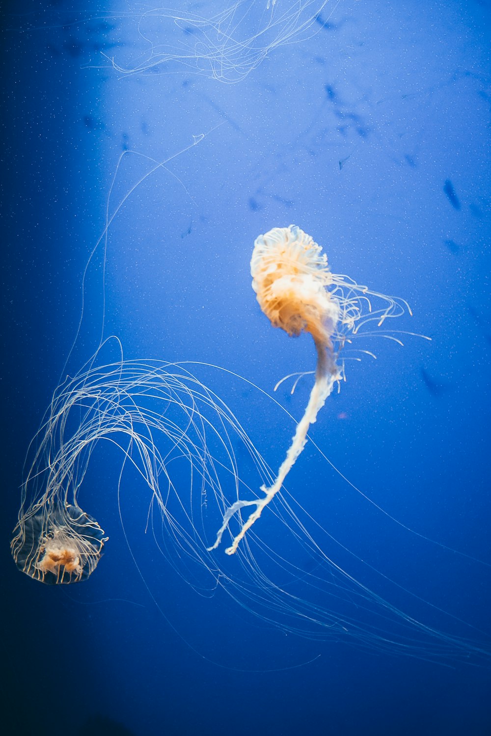 weiße und braune Quallen unter Wasser