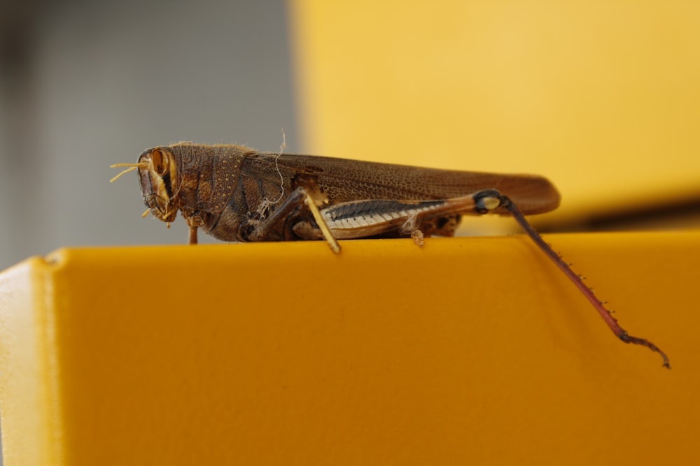 Braune Heuschrecke auf gelber Oberfläche