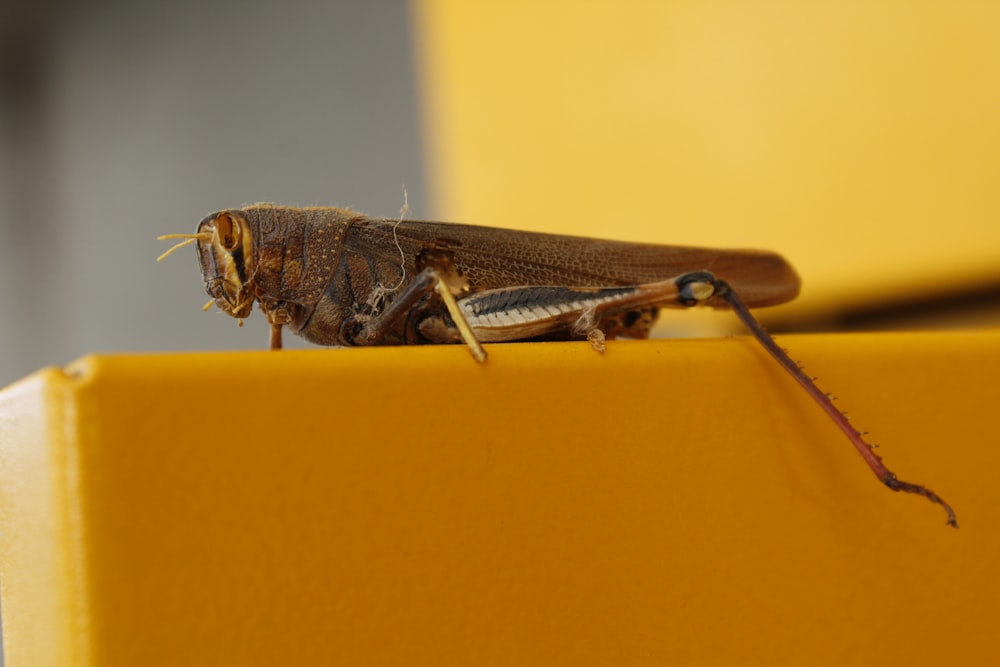 brown grasshopper on yellow surface